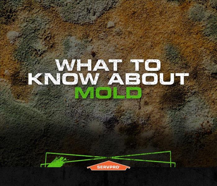 what to know about mold template